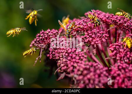 Wasps (Deutsche Wespe / vespula germanica) pollinating and fighting around Giant Angelica (Roter Engelwurz / angelica gigas). Stock Photo