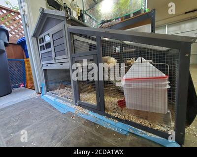 Wide angle of chicken coop for backyard chickens in suburban garage, San Ramon, California, July 17, 2020. () Stock Photo