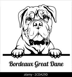 Bordeaux Great Dane - Peeking Dogs - breed face head isolated on white Stock Vector