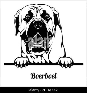 Boerboel - Peeking Dogs - breed face head isolated on white Stock Vector