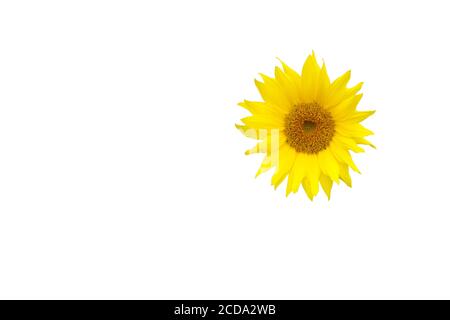 Bright yellow sunflower on white background. Isolated with copy space. Stock Photo