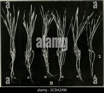 . Journal of agricultural research . Journal of Agricultural Research Vol. XVIII, No. 7 Lime and Sodium-Chlorid Tolerance of Wheat Seedlings Plate 43 Stock Photo