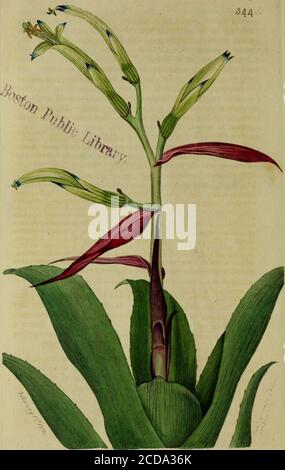 . The Botanical register consisting of coloured figures of . nesabout five inches in length, and about three in breadth :petiole thick, short. Panicle terminal, numerous, nearlyopposite, spreading, distant: peduncles corymbosely many-fiowered, shorter than the pedicles, subtended by smallleaves gradually diminished into mere bractes at the upperpeduncles: pedicles one-flowered, with a small subulateherbaceous bracte at their base. Leaflets of the calyx short,subulate, herbaceous, scarcely so long as the roundish furredinferior portion of the germen, of the outer covering of whichthey are a con Stock Photo