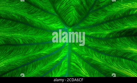 Premium Photo | Ai-generated illustration of green marijuana leaf on  abstract dark background, weed cannabis