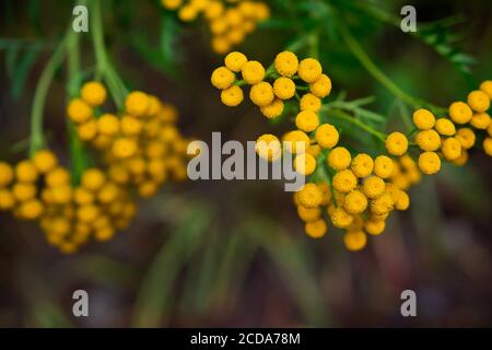 Yellow tansy flowers close-up. Tanacetum vulgare, common tansy, bitter button, cow bitter, golden buttons. Wild medicinal plant tansy. Herbal harvest. Stock Photo