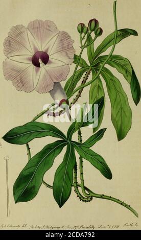 . The Botanical register consisting of coloured figures of . ch we have given in the above citedarticle, and which has since been published in Curtiss Ma-gazine and in the Horticultural Transactions, by the specifictitle of ediilis. Some botanists however are of a differentopinion, and think the original plant was neither the presentspecies, nor that we speak of, but a different, though closelyallied, one. We have referred to our former article for the synonymy,leaving our readers to apply the various synonyms accordingto their own judgment. We have not discovered, on a comparison of the livin Stock Photo