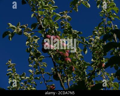 Spartan apples growing on tree against deep blue sky in summer Stock Photo