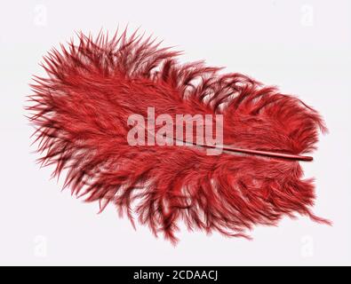 Red fluffy soft bird feather isolated on a white background stock photo image Stock Photo