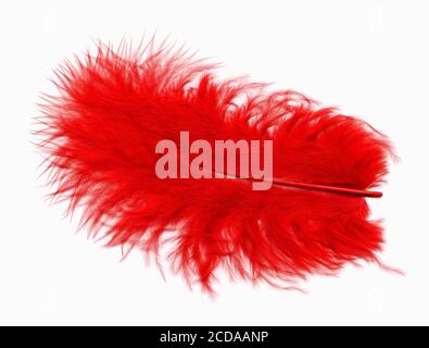Red fluffy soft bird feather isolated on a white background stock photo image Stock Photo