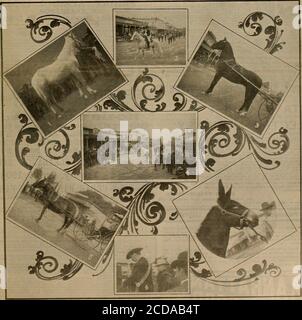 . Breeder and sportsman . TOL. XI.IV. No. 11 3« QEAET STREET. SAN FRANCISCO, SATURDAY, MARCH 12, 1904. SUBSCRIPTIONTHREE DOLLARS A IUI. 1—Yearling Filly by Allka. .5—Miss Elsie Powells Shetland. Livermore Horse Show 3—Frank Fennon, Grand Marshal. 3-WllIlam ITarold 2:13, G—William McDonald, Announcer. 4 —Street Scene During l»rad«.7 — .John Meyns E enlucky Jack. {?The gvecitev cuib gpovtsmem [March 12, 1904 THE BEST:=1 ....HORSES 1904 Stock Photo