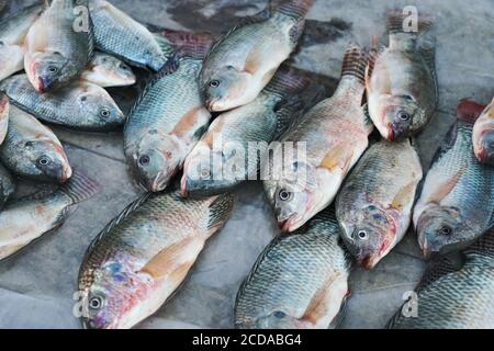 Wet sea fishes displayed on street market at Ranohira, Madagascar Stock Photo