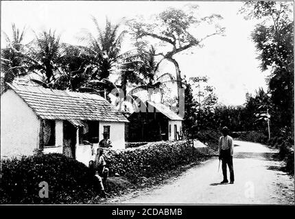 . Life and adventure in the West Indies; a sequel to Adventures in search of a living in Spanish-America . House on Belmore Estate, with Banana Plantation behind.. Road between Williamsfiald and Mandeville. IN JAMAICA 59 fifty miles to the west of Kingston and had been spoken of as adesirable district. In the same direction also, but nearer Kingston,was a sugarcane estate which I wished to visit on the return journey,,having a letter of introduction to the manager. Railway stations in Jamaica have a quiet and peaceful look aboutthem. The nearest approach which I ever saw to a dispute in theirv Stock Photo