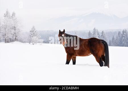 Dark brown horse walks on snow, blurred trees and mountains in background, view from side Stock Photo