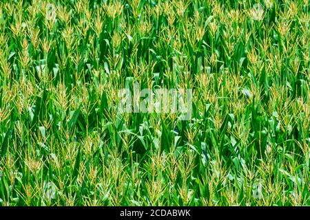 Close-up horizontal shot of a maturing field of corn in Summer. Stock Photo