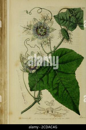 . The Botanical register consisting of coloured figures of . x at the under, con-nately sheathing at the base. Inflorescence compactly um-belled, terminal, subsessile: umbels contiguously twin, many-flowered ; peduncles exceedingly short, bracteate ; hractesabout three, close-pressed, foliaceous, linearly lanceolate,unequal, shorter than the calyx ; flowers about an inch andan half long. Calyx | of an inch deep, herbaceous, converg-ing cylindrically, narrow, thick, parted to far below themiddle; segments linearly lanceolate, acuminate,glandularlyciliate, subviscous. Corolla narrowly hypocrater Stock Photo