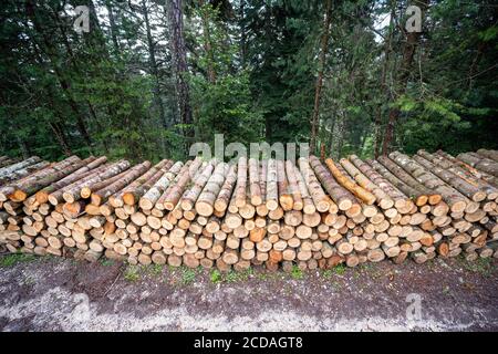 A big pile of wood in a forest road Stock Photo