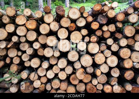 A big pile of wood in a forest road Stock Photo