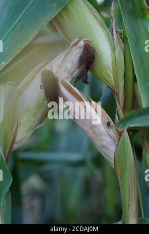 Vertical shot of cobs of corn in a field with closed up ears Stock Photo