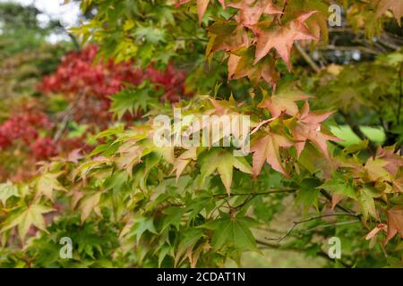 Close up of multi colored leaves on  Japanese maple (acer japonicum) tree Stock Photo