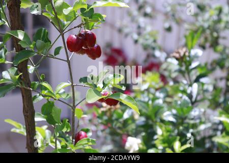 Typical Brazilian fruit Acerika in a garden. Stock Photo