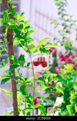 Typical Brazilian fruit Acerika in a garden. Stock Photo