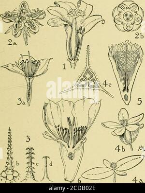 The standard cyclopedia of horticulture; a discussion, for the