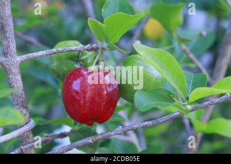 Typical Brazilian fruit Acerika in a garden. Stock Photo