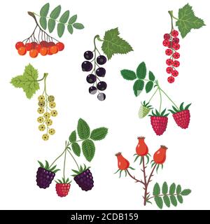 Set with garden and wild berries. Stock Vector