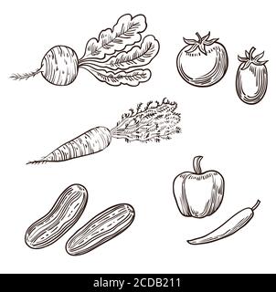 Big set of hand drawn vegetables Stock Vector
