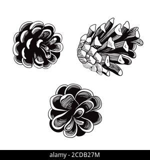 Line art realistic pine cones isolated on white background Stock Vector