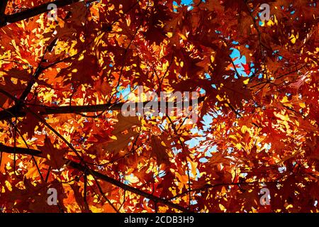 Maple Tree (Acer spec.) in Early Autumn Stock Photo - Alamy