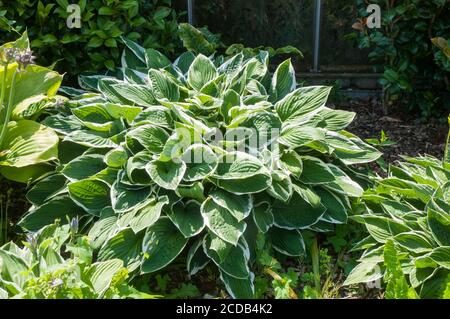 Large Hosta plant Carol showing green and white variegation on irregularly margined leaves a fully hardy clump forming herbaceous perennial Stock Photo