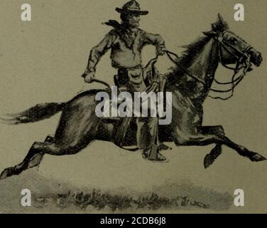 Herd of cattle being driven by cowboys and cowgirls, Saskatchewan ...