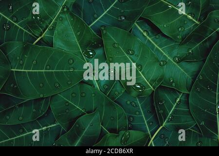 Deep dark green leaves with water dew drops background wallpaper for a natural texture pattern. Stock Photo