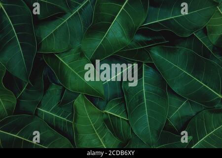 Deep dark green leaves background wallpaper for a natural texture pattern. Stock Photo