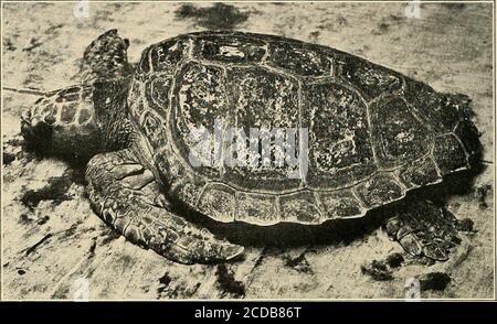 Loggerhead sea turtle (Caretta caretta), also known as the loggerhead ...