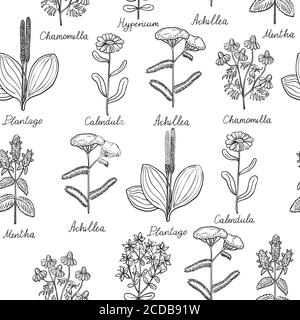 Seamless pattern with vintage botanical illustrations of medicinal herbs. Stock Vector