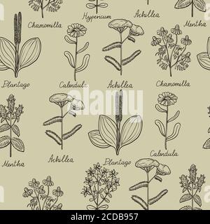 Seamless pattern with vintage botanical illustrations of medicinal herbs. Stock Vector