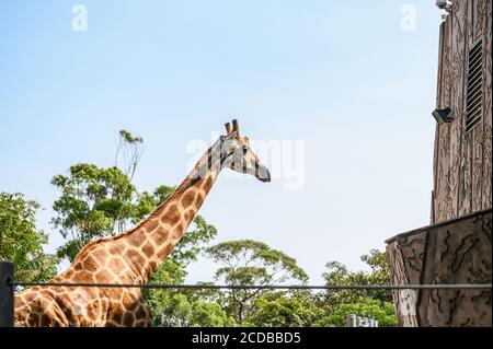 Giraffe at Taronga Zoo on a sunny summer afternoon Stock Photo