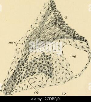 . Journal of comparative neurology . Fig. 11 Parasagittal section near  median surface of mandibular nerve, embryoof pig 17 mm. in length. E,  eustachian tube; Jug, jugular vein; Man, mandibu-lar nerve; Ot, otic  ganglion; *S, semilunar ganglion. Fig. 12