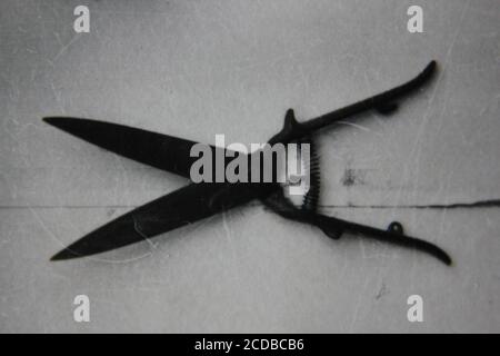 Fine 1970s vintage black and white photography of a pair of lawn clippers hanging on the wall of a regular garage, hedge trimmer, shrub trimmer. Stock Photo