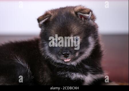 Pomsky puppy lying with tongue out Stock Photo