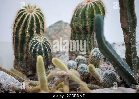 Different types of cactus, of varius shapes, from round to long cactus of the following species: ephalocereus senilis, pachycereus, gymnocalycium, ech Stock Photo