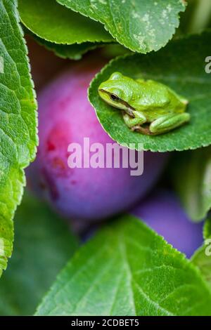 A Pacific Tree frog, Hyla regilla rests on the leaf of a plum tree, Salt Spring Island, British Columbia, Canada. Stock Photo