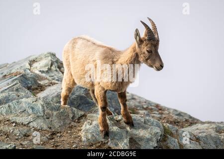 Young wild Alpine ibex steinbock or bouquetin on rocky mountain close-up view at Gornergrat in Swiss Alps Switzerland Stock Photo