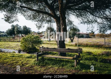 A beautiful wooden bench in a public park under a pine tree on a calm evening with small branchy spruce on the left and an even layer of grass Stock Photo