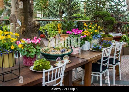 There are  a lots of succulent plants are in the plate and tea cup on the table, which is displayed in flower dome of garden by the bay Singapore. Stock Photo