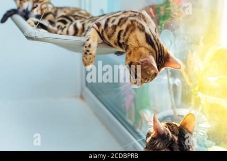 Two cute bengal kittens gold and chorocoal color laying on the cat's window bed playing and fighting. Stock Photo