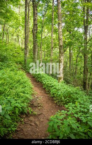 Appalachian Trail at Mountain Crossings/Walasi-Yi in the North Georgia Mountains. (USA) Stock Photo