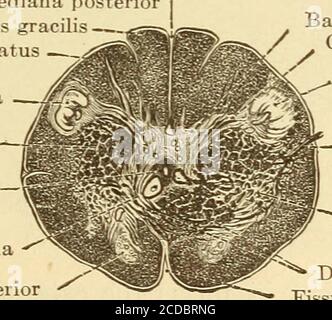 . Diseases of the nervous system . Fig. 89.—Section in the Region of the Origin of the Abducens. The Vestibular Nerve (After Edinger.) the fibra? arcuatae interna3, therefore rises from the nuclei of the posteriorcolumns (Fig. 87). To these are added the fibers from the lateral columnbasic bundles of the spinal cord. In the tegmentum it passes below thecorpora quadrigemina to the inter-brain, in the thalamus, where its ventral Fissura mediana posteriorFuniculus gracilisFuniculus cuneatus Substantia gelatinosa(Rolandi)Fasciculus cerebrospinal]?(pyramidalis) lateralisCanalis centralis Vena spina Stock Photo